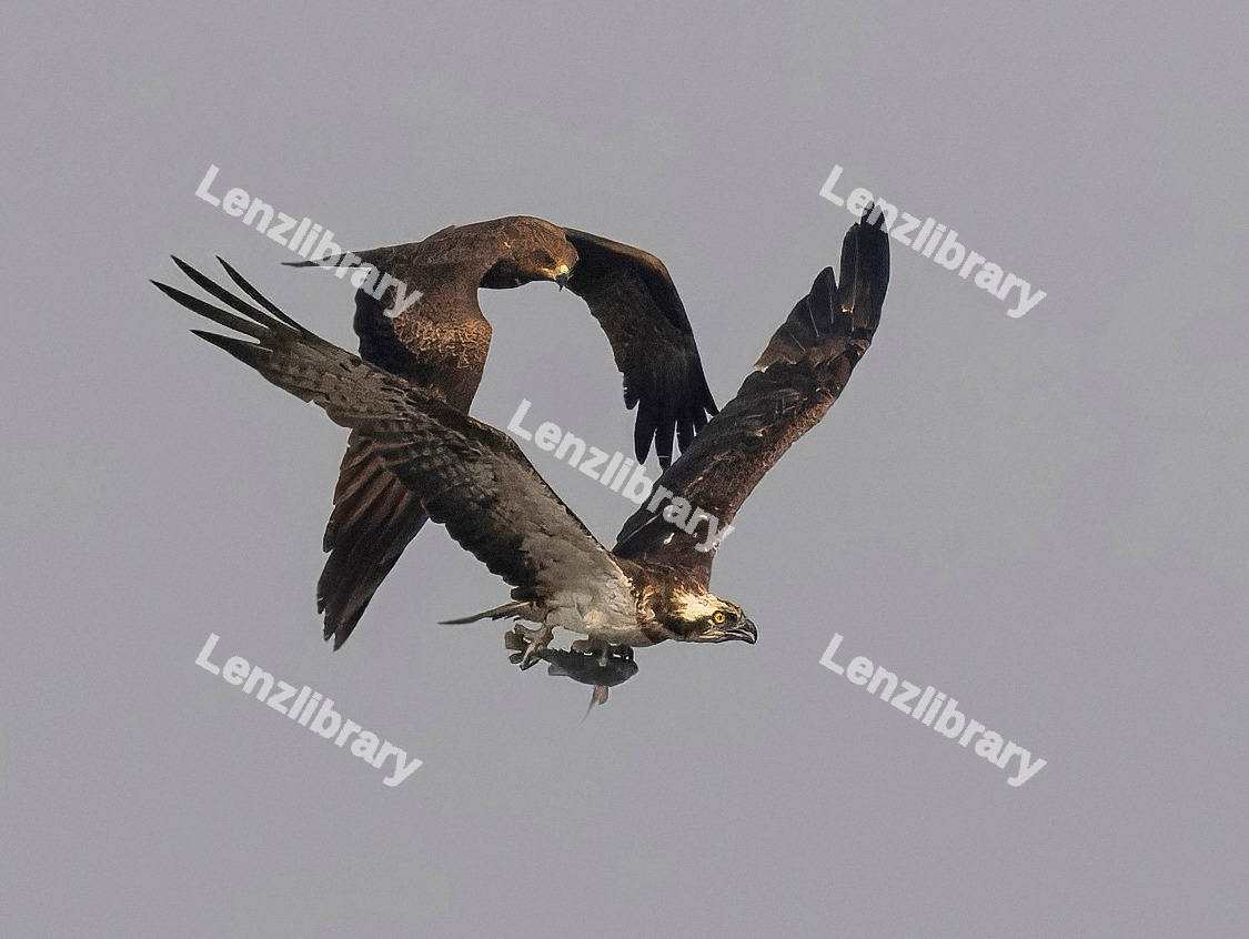 Two eagles with grey sky